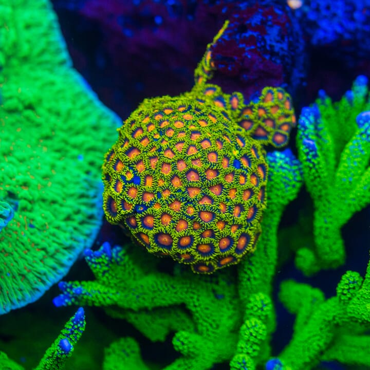 Yellow_Brick_Road_Zoanthids_4081.jpg