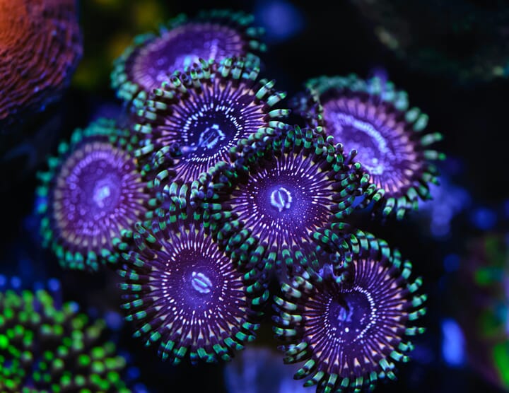 WWC%20Superstar%20Zoas.jpg