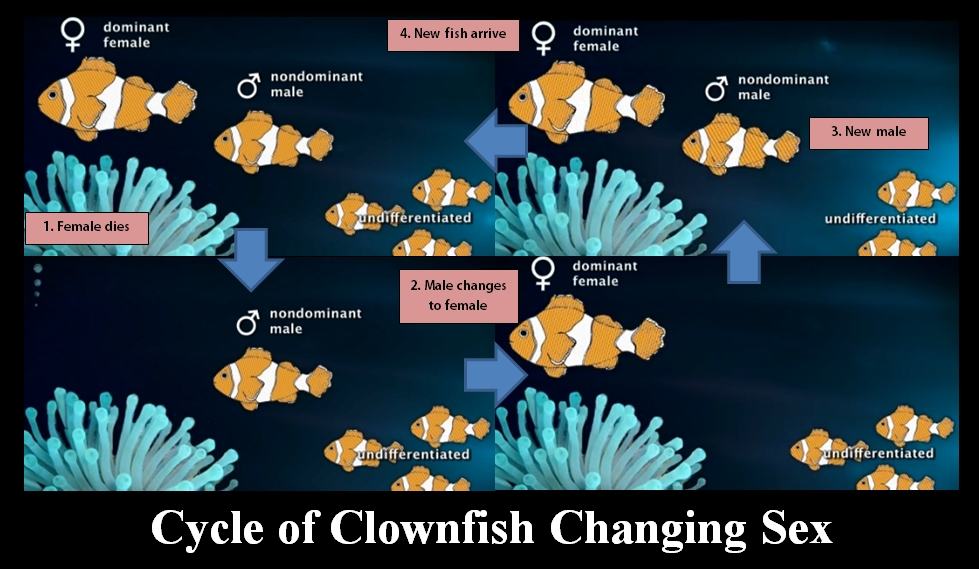 clownfish1.jpg