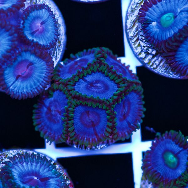 Halloween Vice Zoa #31