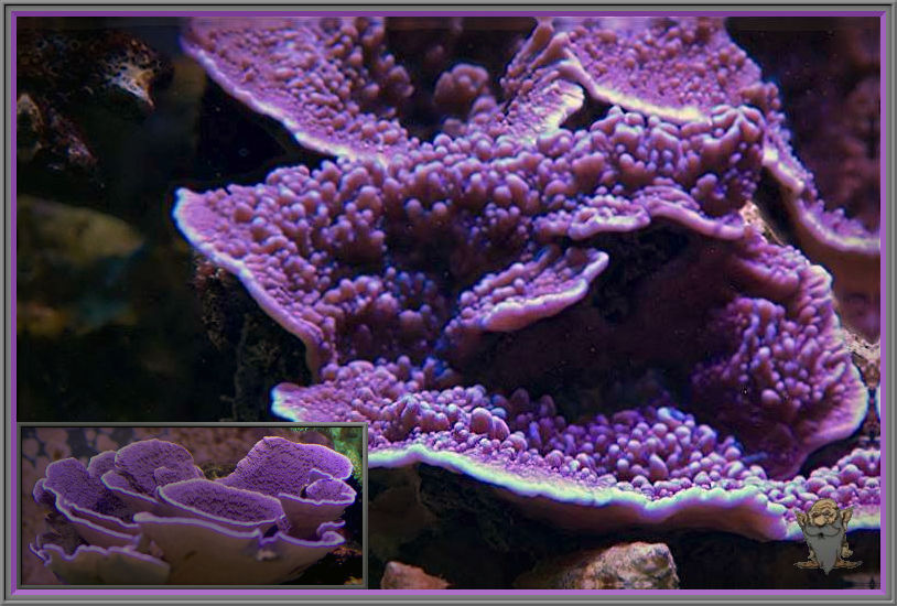 purple_smoke.jpg