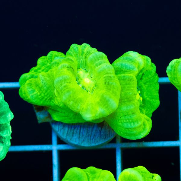 Halloween Nuclear Green Caulastrea #4