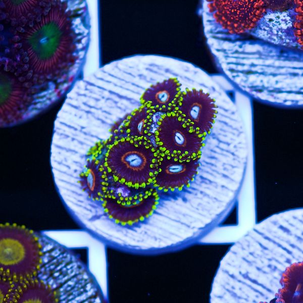 Halloween Jawbreaker Hornet Zoas