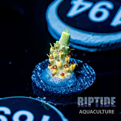 Riptideaquaculture -9519.jpg