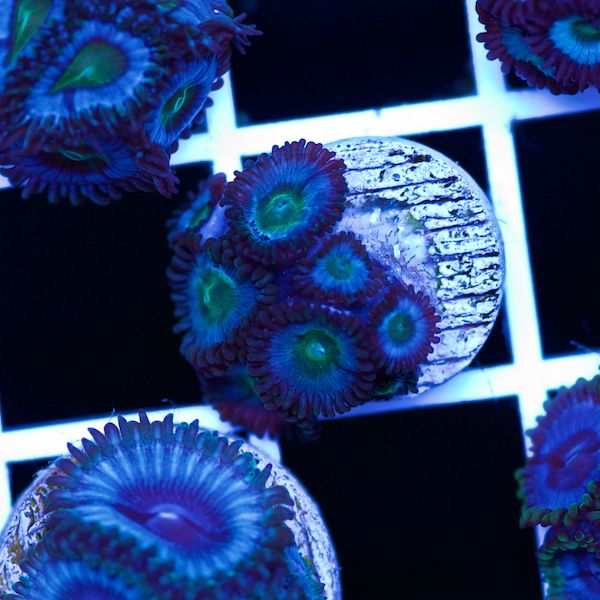 Halloween Vice Zoa #60