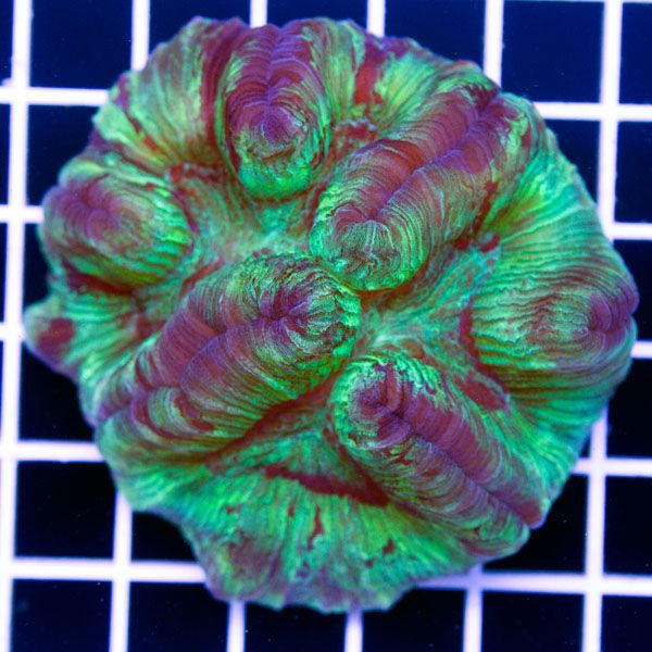 polyp1417.jpg~original