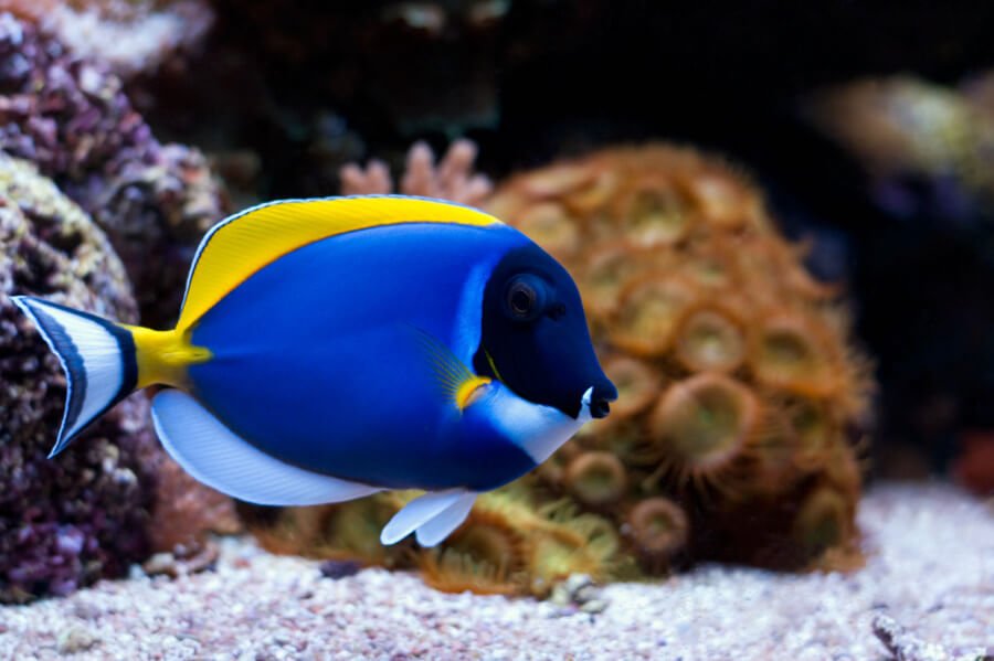 powder-blue-surgeonfish.jpg