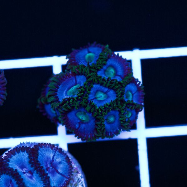 Halloween Vice Zoa #25