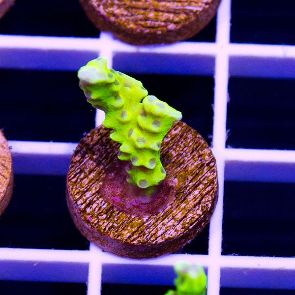 Halloween Bioreef Anacropora #2