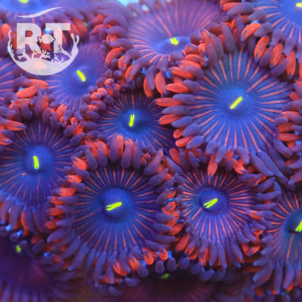 Bulls-Eye-Zoas_600x600.jpg