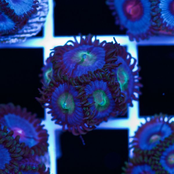 Halloween Vice Zoa #11