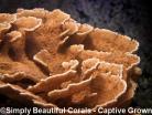 Red/Orange Montipora Capricornis