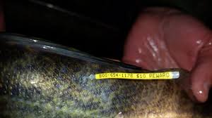 Wyoming Game and Fish Department - Anglers asked to report tagged walleye  caught in Buffalo Bill Reservoir