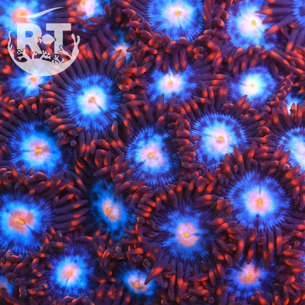 Mystique-Zoa_600x600.jpg