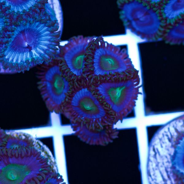 Halloween Vice Zoa #42