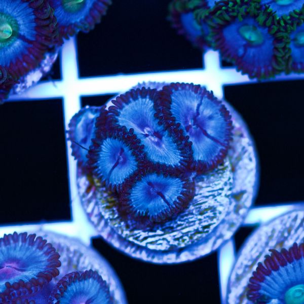 Halloween Vice Zoa #34