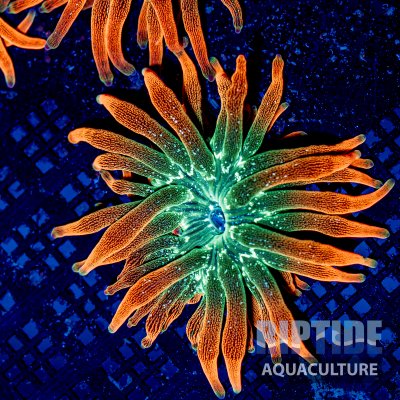 Riptideaquaculture -9584.jpg