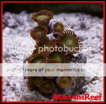 01-21-07NewZoas2.jpg