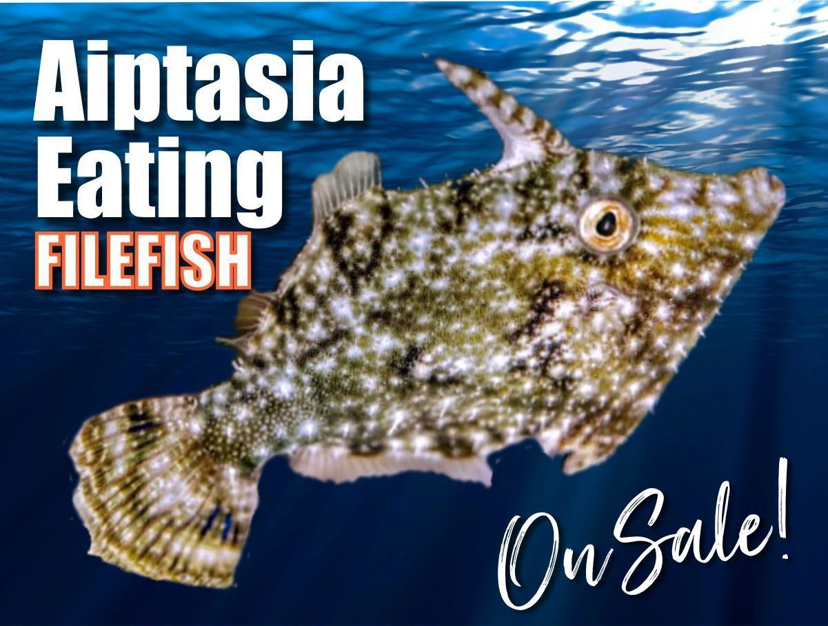 AiptasiaEatingFilefish_2000x_zps54uapomc.jpg