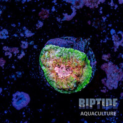 Riptideaquaculture -9772.jpg