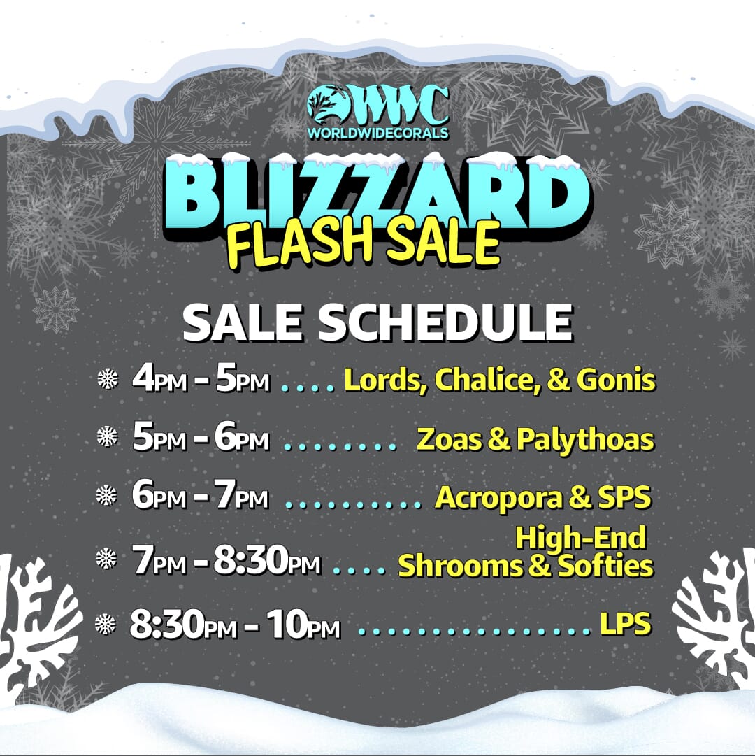 BLIZZARD_SALE%20_%20Flash_Posting_schedule_2.jpg