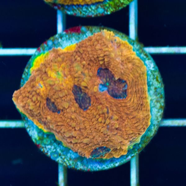 Halloween Orange Crush Acan Echinata #3