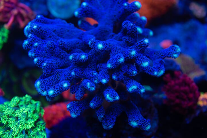 WWC_Blue_Stylophora.jpg