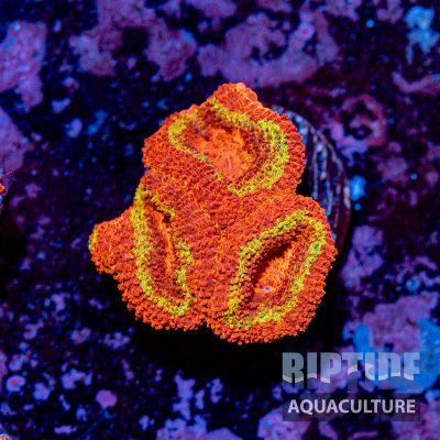 Riptideaquaculture -9712.jpg