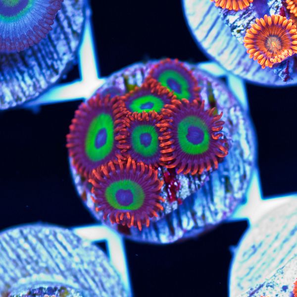 Halloween Emeralds on Fire Zoas #2