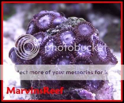 GreyRedSkirt_zoas.jpg