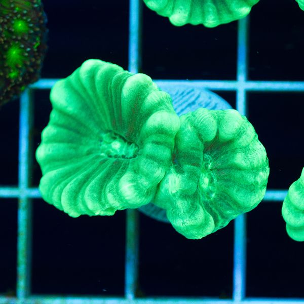 Halloween Minty Green Caulastrea #6