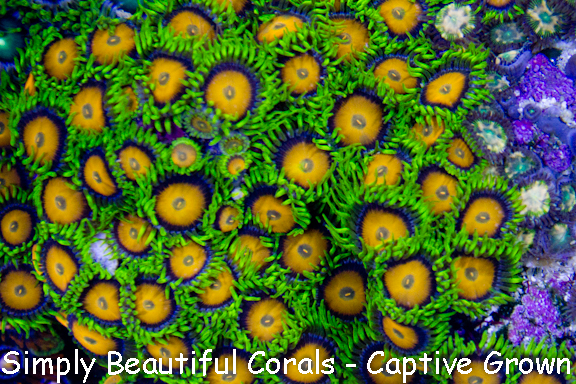 Yellow_Brick_Road_Zoas.jpg