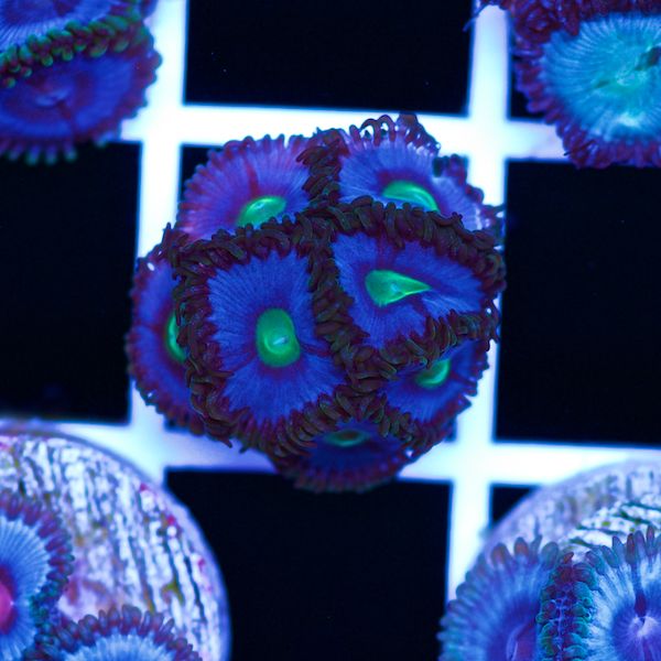 Halloween Vice Zoa #41