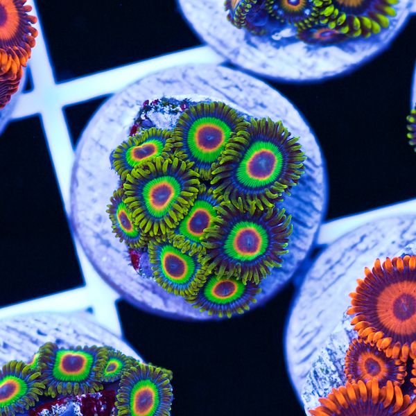 Halloween Rasta Zoanthids #2