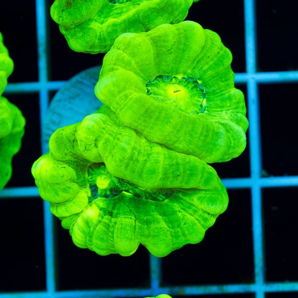 Halloween Nuclear Green Caulastrea #2