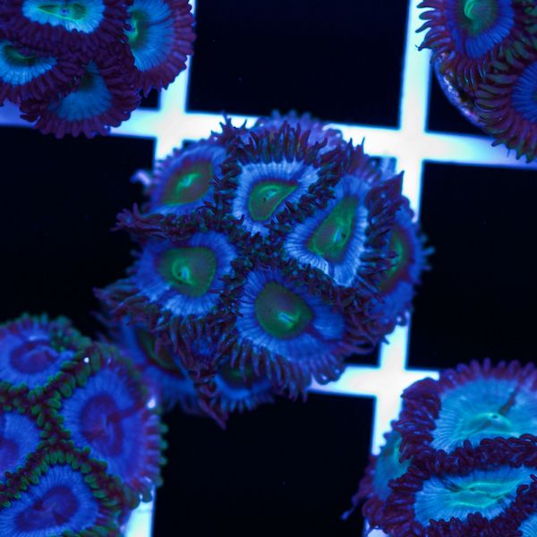 Halloween Vice Zoa #44