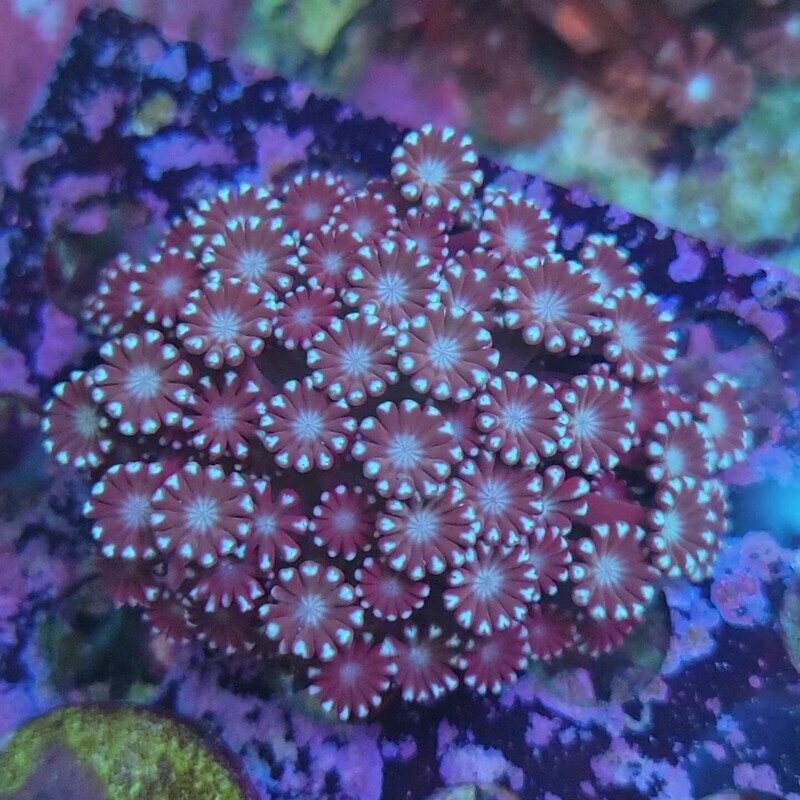 Alveopora Colony