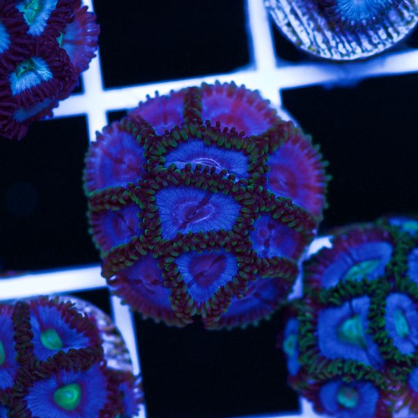 Halloween Vice Zoa #36