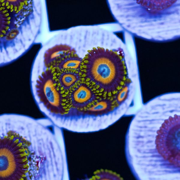 Halloween Scrambled Egg Zoas #3