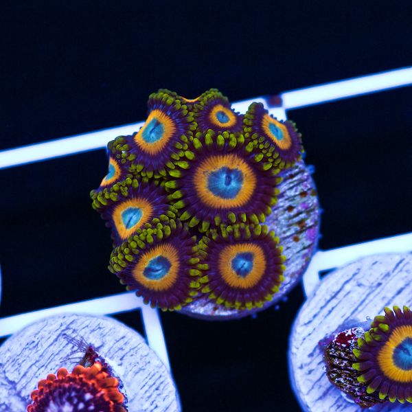 Halloween Scrambled Egg Zoas #1