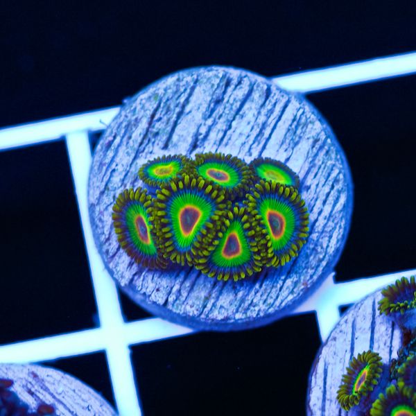 Halloween Rasta Zoanthids #5