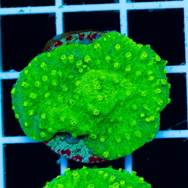 Halloween Nuclear Green Cyphastrea #2