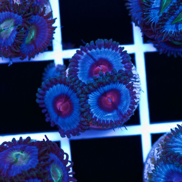 Halloween Vice Zoa #30