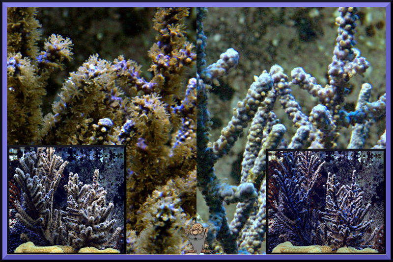 gorgonian.jpg