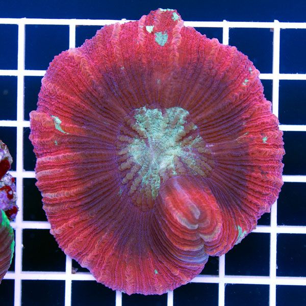 polyp1419.jpg~original