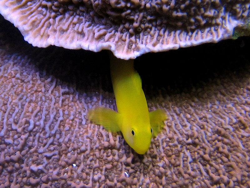 Yellow_Clown_Goby3.jpg