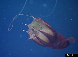 s-VAMPIRE-SQUID-large.jpg