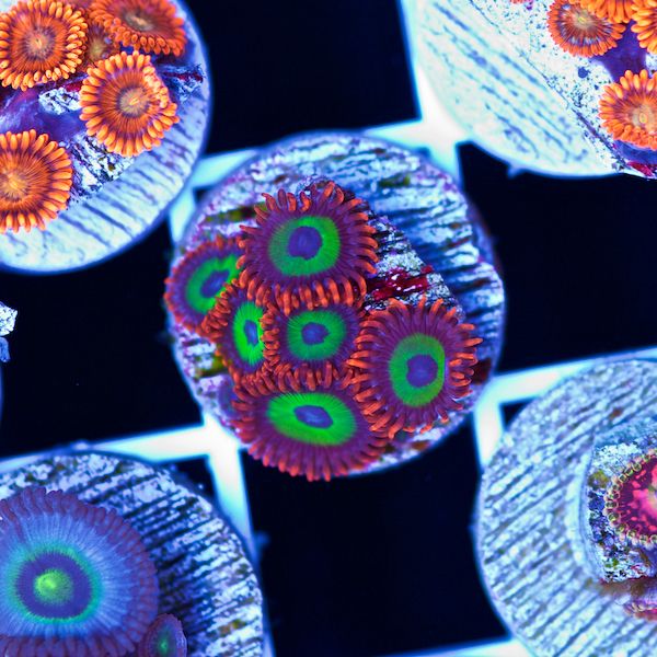 Halloween Emeralds on Fire Zoas #1