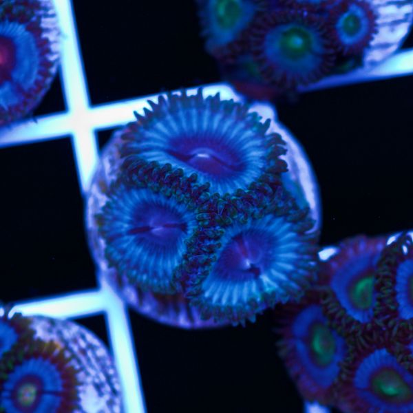 Halloween Vice Zoa #62