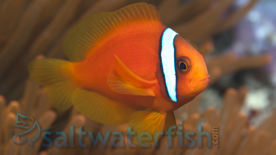 www.saltwaterfish.com